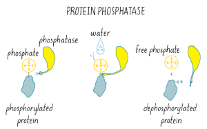 Bonnie Bassler Highlights Power of Bacterial Communication