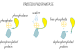 Bonnie Bassler Highlights Power of Bacterial Communication