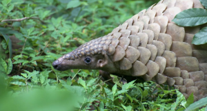 Sangtam Resolution Boosts Pangolin Protection in Nagaland