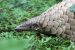 Sangtam Resolution Boosts Pangolin Protection in Nagaland
