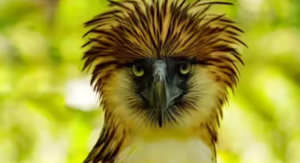 Philippine Eagle Among World’s Largest Raptors
