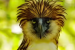 Philippine Eagle Among World’s Largest Raptors