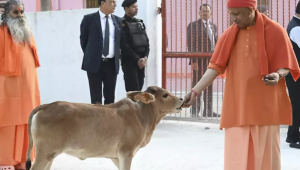 India’s First National Cow Culture Museum In Mathura