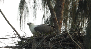White-bellied Sea Eagle Nests Rise in North Kerala
