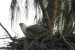 White-bellied Sea Eagle Nests Rise in North Kerala