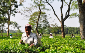 Assam Grants 3% Quota to Tea Tribes, Adivasis