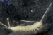 ZSI Discovers New Diplura Species in Himalayas