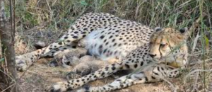 Kuno National Park Cheetah Population Rises to 38