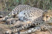Kuno National Park Cheetah Population Rises to 38