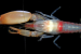 New Pistol Shrimp Species Discovered in Kochi Backwaters