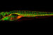 IGF Discovery Offers Hope for Lymphedema Treatment