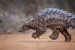 World Pangolin Day 2026: 500,000 Seized Globally