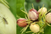 New Jasmine Blossom Midge Discovered in India