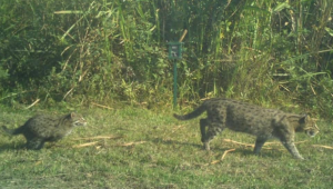 Kaziranga Emerges as Fishing Cat Stronghold