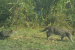 Kaziranga Emerges as Fishing Cat Stronghold