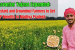 Madhya Pradesh to Extend Bhavantar Yojana to Mustard