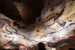Lascaux Cave Discovery Revealed 17,000-Year-Old Paintings
