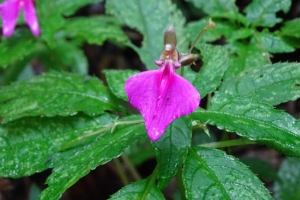 New Flowering Plant Impatiens nagorum Found in Nagaland