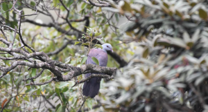 Climate Threatens Nilgiri Wood Pigeon Habitat