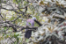 Climate Threatens Nilgiri Wood Pigeon Habitat