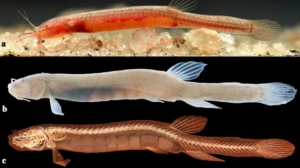 Gitchak nakana: New Subterranean Fish Found in Assam