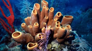 Scientists Trace Earth’s First Animals to 541 Million Years