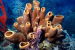 Scientists Trace Earth’s First Animals to 541 Million Years