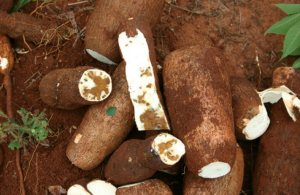Cassava Brown Streak Disease Threatens Africa’s Staple Crop