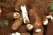 Cassava Brown Streak Disease Threatens Africa’s Staple Crop
