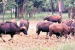 Debrigarh to Host Second Indian Bison Fest