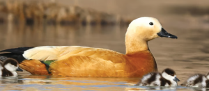 Ladakh Villagers Protect Ruddy Shelducks During Breeding Season