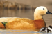 Ladakh Villagers Protect Ruddy Shelducks During Breeding Season