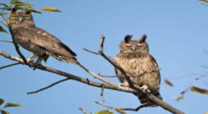 Rare Dusky Eagle Owl Pair Sighted Near Corbett After 15 Years