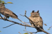 Rare Dusky Eagle Owl Pair Sighted Near Corbett After 15 Years