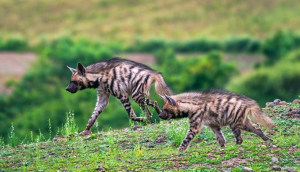 Central Asia Seeks CMS Protection for Striped Hyena