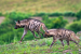 Central Asia Seeks CMS Protection for Striped Hyena