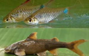 Two New Freshwater Fish Species Discovered in Nagaland Rivers
