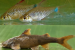 Two New Freshwater Fish Species Discovered in Nagaland Rivers