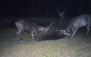 Sambar Deer Recorded at High Altitudes in Himachal Pradesh