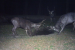 Sambar Deer Recorded at High Altitudes in Himachal Pradesh