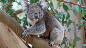 Koala Population Rebound Boosts Genetic Diversity in Australia