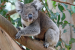 Koala Population Rebound Boosts Genetic Diversity in Australia