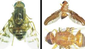 Two New Fruit Fly Species Discovered in Himalayan Foothills
