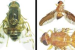 Two New Fruit Fly Species Discovered in Himalayan Foothills