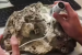 150-Million-Year-Old Dinosaur Egg Nest Found in Portugal
