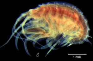 Rare Marine Amphipod Stenothoe lowryi Discovered in Indian Waters
