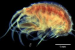 Rare Marine Amphipod Stenothoe lowryi Discovered in Indian Waters