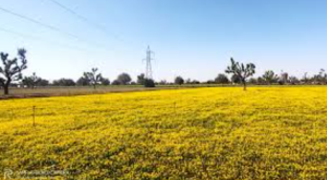 Nagauri Paan Methi Registered as Community Farmers’ Variety