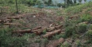 FSI Halts AI-Based Anavaran Deforestation Alert System