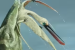 New Flying Reptile Found in 100-Million-Year-Old Dinosaur Vomit